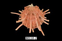 藏品(猩猩海菊蛤)的圖片